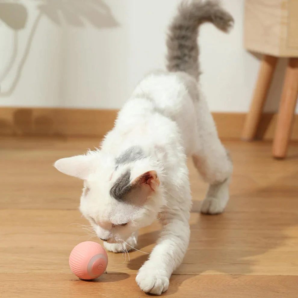 PurrBounce - Zelfrollende Bal